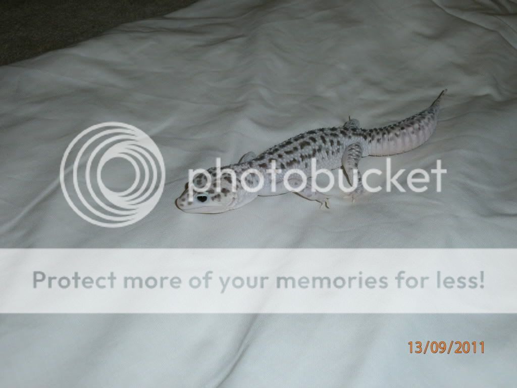 Show off your Leos Reptile Forums